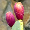 Sow Exotic Prickly Pear (Opuntia Ficus-indica) Rare Fruiting Plants