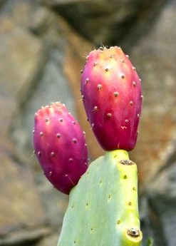 Sow Exotic Prickly Pear (Opuntia Ficus-indica) Rare Fruiting Plants