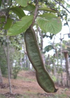 Sow Exotic Ice Cream Bean (Inga Edulis) Tropical Fruit & Spice Trees