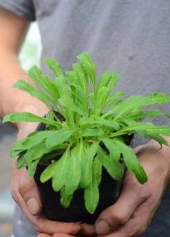 Sow Exotic African Dream Root (Silene Undulata Syn. Silene Capensis)