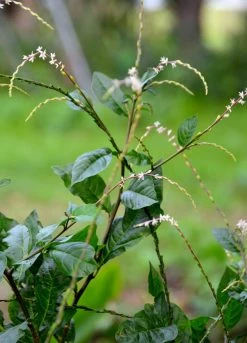 Sow Exotic Anamu (Petiveria Alliacea)