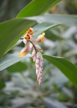 Sow Exotic Ginger, Yellow (Zingiber Officinale) Medicinal & Culinary Herbs