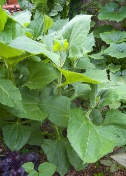 Sow Exotic Earth Apple, 'Purple' (Smallanthus Sonchifolius) Medicinal & Culinary Herbs