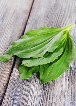 Sow Exotic Sweet Plantain Herb, Broadleaf (Plantago Major) Medicinal & Culinary Herbs