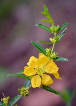 Sow Exotic Sun Opener, Sinicuichi (Heimia Salicifolia) Medicinal & Culinary Herbs