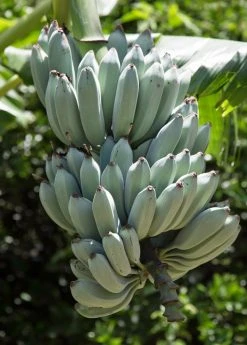 Sow Exotic Banana 'Ice Cream' (Musa)