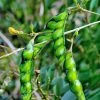 Sow Exotic Tropical Fruit & Spice Trees Green Pigeon Pea (Cajanus Cajan)