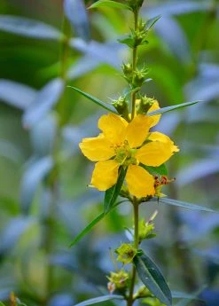 Sow Exotic Sun Opener, Sinicuichi (Heimia Salicifolia) Medicinal & Culinary Herbs