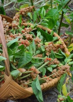 Sow Exotic Ashwagandha (Withania Somnifera) Medicinal & Culinary Herbs