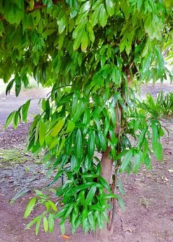 Sow Exotic Cinnamon (Cinnamomum Verum) Tropical Fruit & Spice Trees