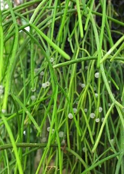 Sow Exotic Pencil Cactus (Euphorbia Tirucalli)
