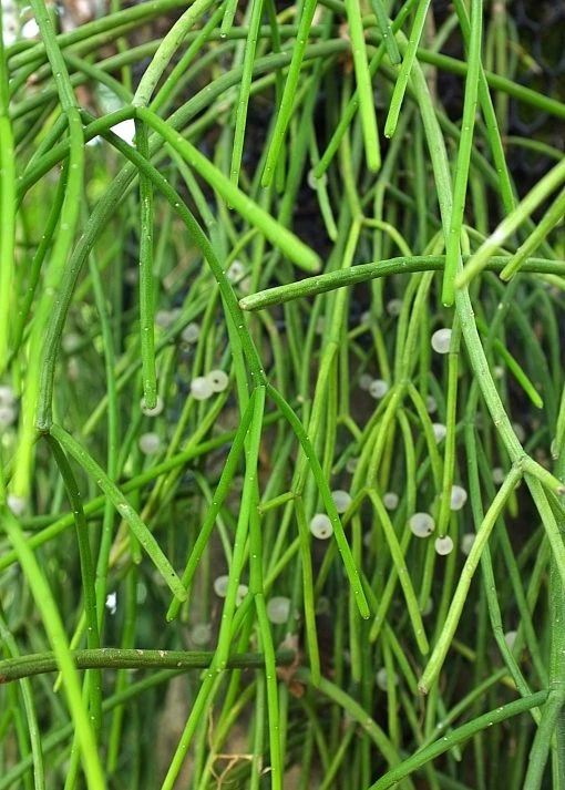 Sow Exotic Pencil Cactus (Euphorbia Tirucalli)