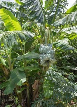 Sow Exotic Banana 'Ice Cream' (Musa)