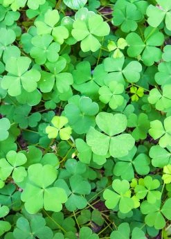 Sow Exotic Sushni (Marsilea Minuta) Medicinal & Culinary Herbs