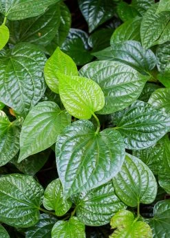 Sow Exotic Lolot (Piper Sarmentosum) Medicinal & Culinary Herbs