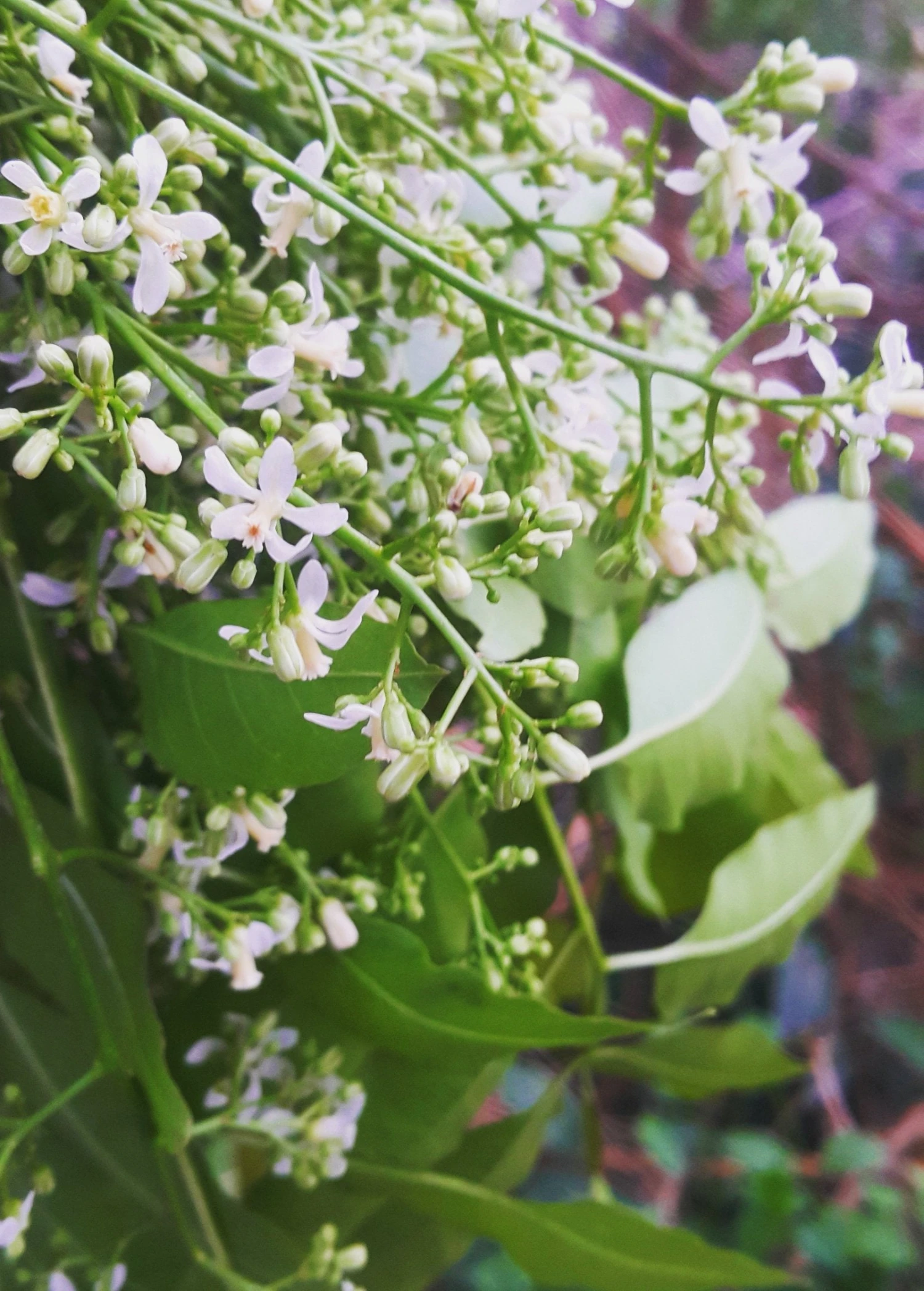 Sow Exotic Medicinal & Culinary Herbs Neem Tree (Azadirachta Indica) 5 Sow Exotic Medicinal & Culinary Herbs Neem Tree (Azadirachta Indica)