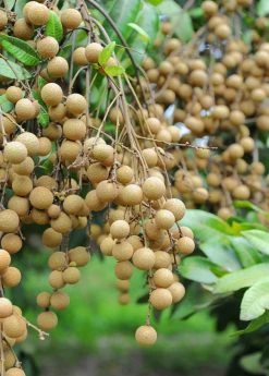 Sow Exotic Longan, 'Kohala' (Dimocarpus Longan) Tropical Fruit & Spice Trees