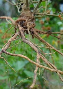 Sow Exotic Ashwagandha (Withania Somnifera) Medicinal & Culinary Herbs