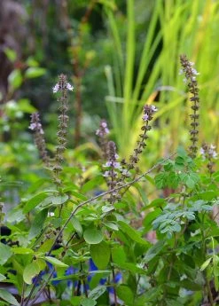 Sow Exotic Medicinal & Culinary Herbs African Blue Basil (Ocimum Kilimandscharicum × Basilicum 'Dark Opal')