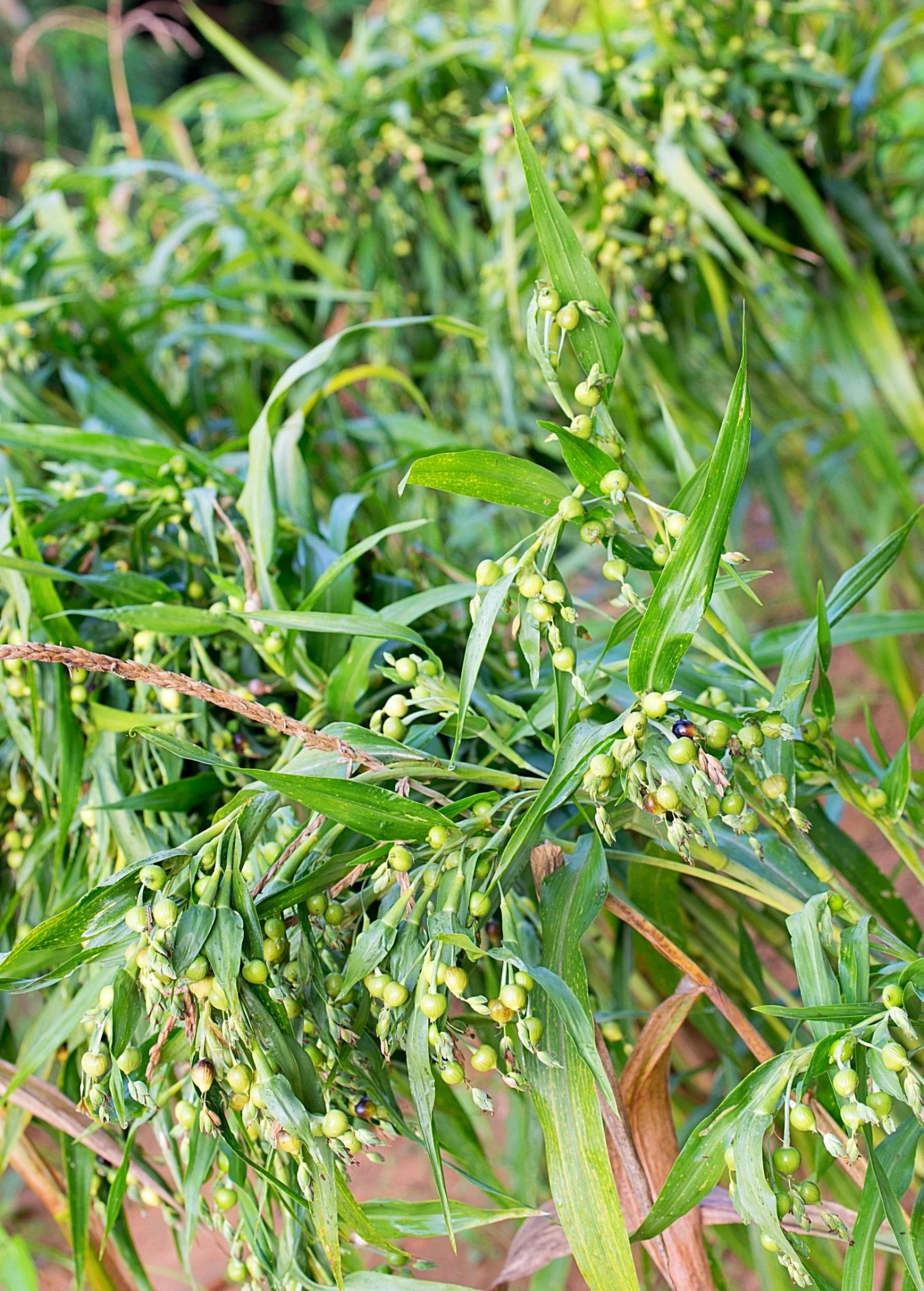 Sow Exotic Job's Tears (Coix Lacryma-jobi) 1 Sow Exotic Job's Tears (Coix Lacryma-jobi)