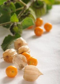 Sow Exotic Hawaiian Poha Berry (Physalis Peruviana)