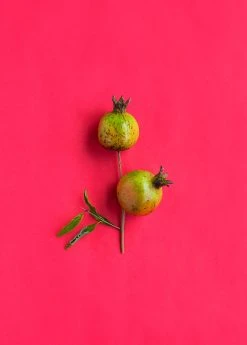 Sow Exotic Pomegranate 'Vietnamese Pink' (Punica Granatum) Tropical Fruit & Spice Trees 7 Sow Exotic Pomegranate 'Vietnamese Pink' (Punica Granatum) Tropical Fruit & Spice Trees