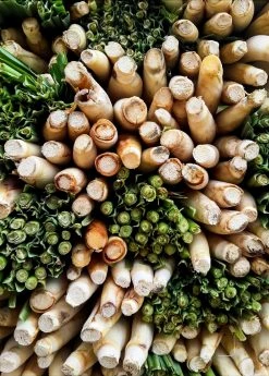 Sow Exotic Lemongrass (Cymbopogon) Medicinal & Culinary Herbs