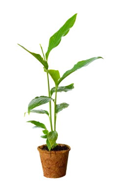 Sow Exotic Cardamom (Elettaria Cardamomum) 7 Sow Exotic Cardamom (Elettaria Cardamomum)