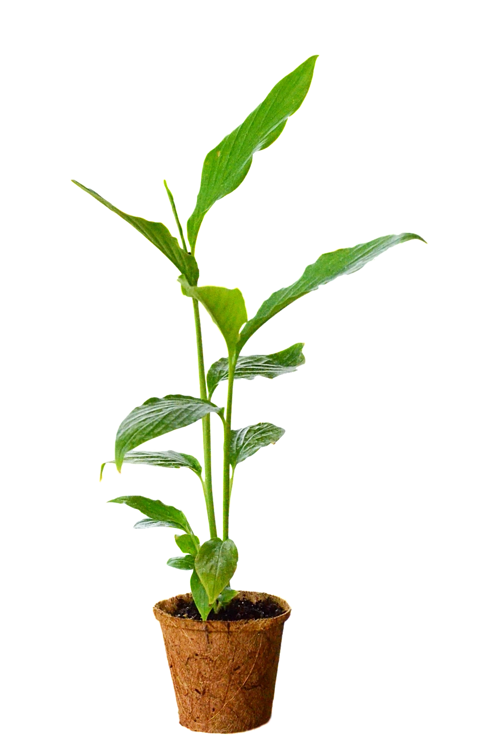 Sow Exotic Cardamom (Elettaria Cardamomum) 3 Sow Exotic Cardamom (Elettaria Cardamomum)