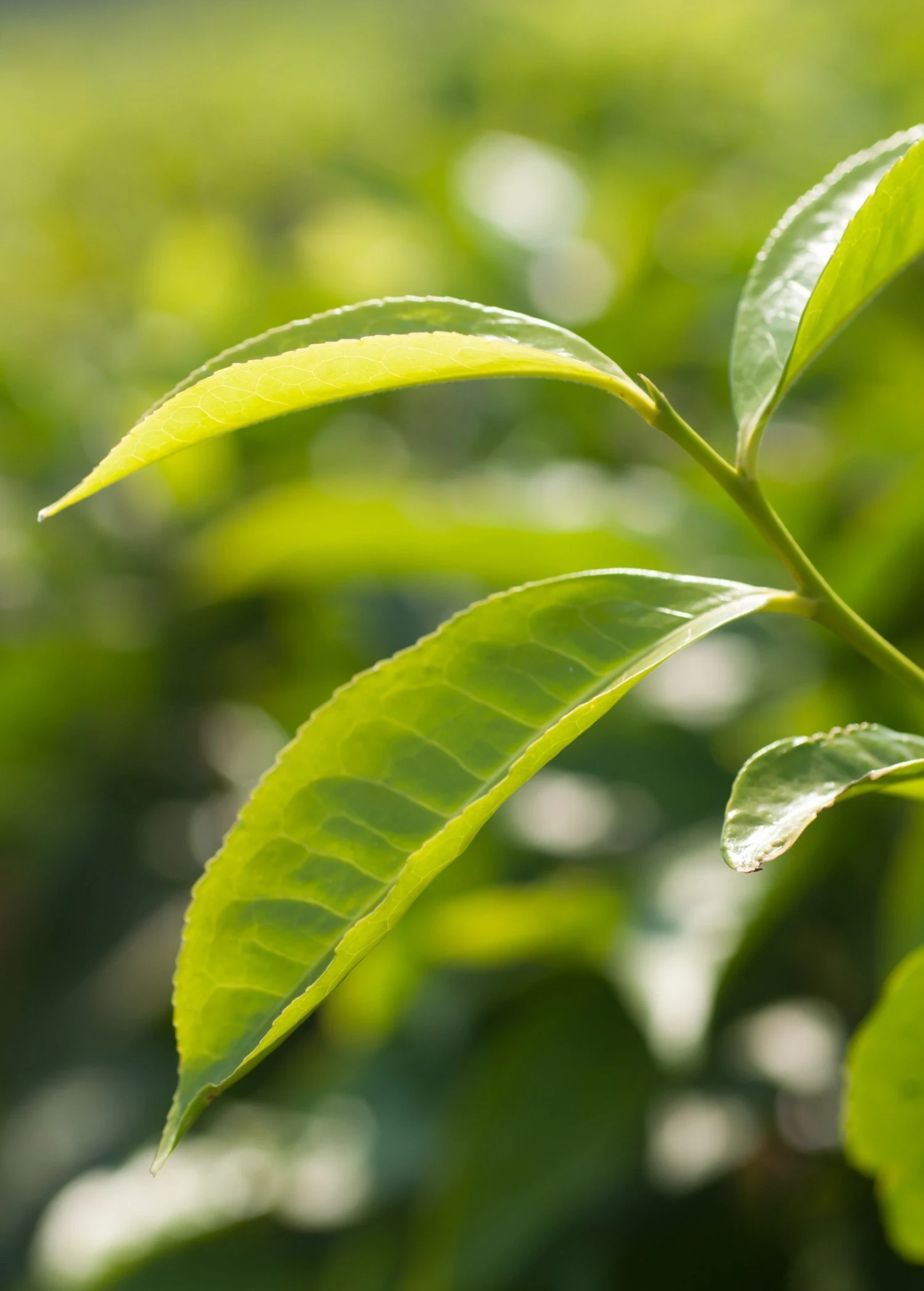 Sow Exotic Green Tea (Camellia Sinensis) 2 Sow Exotic Green Tea (Camellia Sinensis)