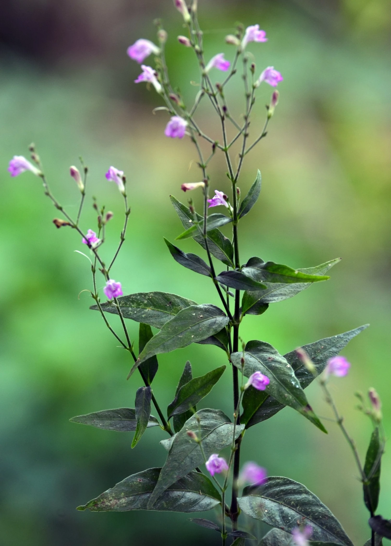 Sow Exotic Tilo (Justicia Pectoralis) 1 Sow Exotic Tilo (Justicia Pectoralis)