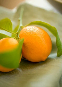 Sow Exotic Tropical Fruit & Spice Trees Meyer Lemon (Citrus × Meyeri) 10 Sow Exotic Tropical Fruit & Spice Trees Meyer Lemon (Citrus × Meyeri)