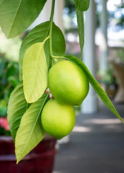Sow Exotic Tropical Fruit & Spice Trees Meyer Lemon (Citrus × Meyeri) 11 Sow Exotic Tropical Fruit & Spice Trees Meyer Lemon (Citrus × Meyeri)