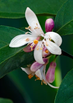 Sow Exotic Tropical Fruit & Spice Trees Meyer Lemon (Citrus × Meyeri) 12 Sow Exotic Tropical Fruit & Spice Trees Meyer Lemon (Citrus × Meyeri)