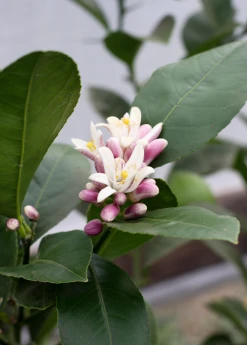 Sow Exotic Tropical Fruit & Spice Trees Meyer Lemon (Citrus × Meyeri) 13 Sow Exotic Tropical Fruit & Spice Trees Meyer Lemon (Citrus × Meyeri)