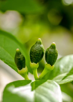 Sow Exotic Tropical Fruit & Spice Trees Meyer Lemon (Citrus × Meyeri) 14 Sow Exotic Tropical Fruit & Spice Trees Meyer Lemon (Citrus × Meyeri)