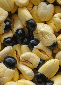 Sow Exotic Ackee (Blighia Sapida)