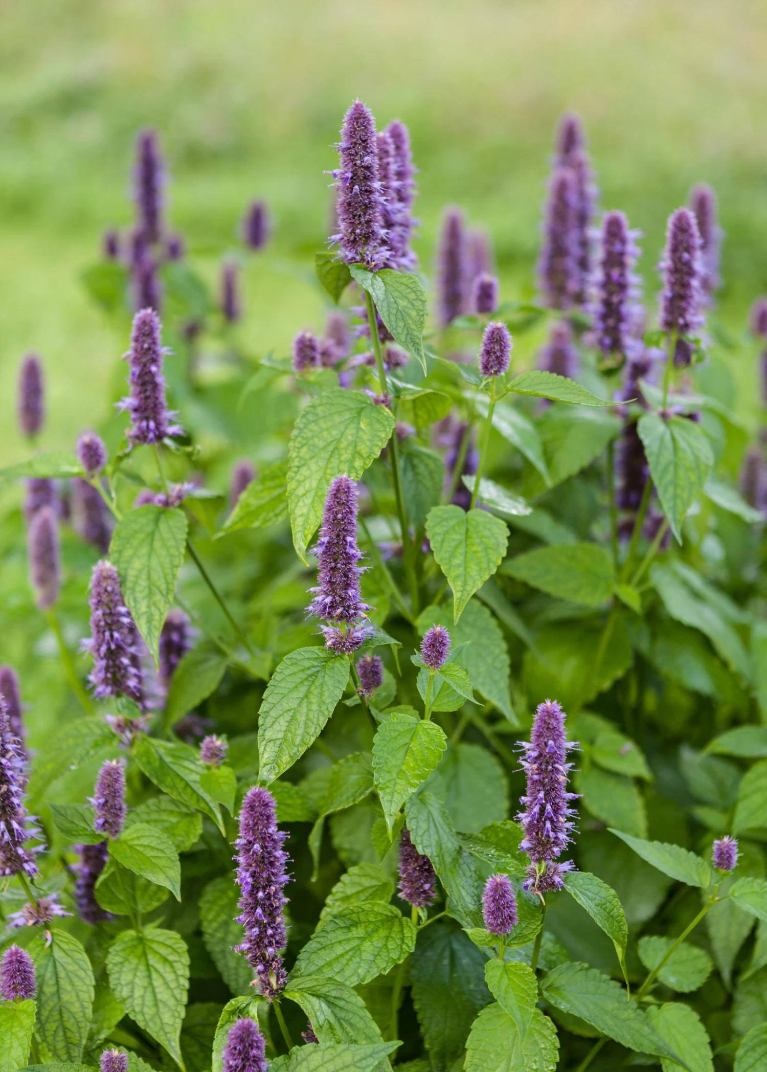 Sow Exotic Anise Hyssop (Agastache Foeniculum) Medicinal & Culinary Herbs