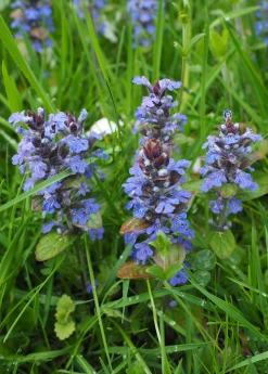 Sow Exotic Medicinal & Culinary Herbs Chocolate Chip Bugleweed (Ajuga) 7 Sow Exotic Medicinal & Culinary Herbs Chocolate Chip Bugleweed (Ajuga)