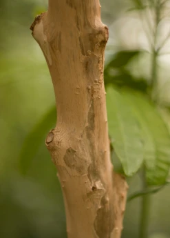 Sow Exotic Tropical Fruit & Spice Trees Allspice (Pimenta Dioica)