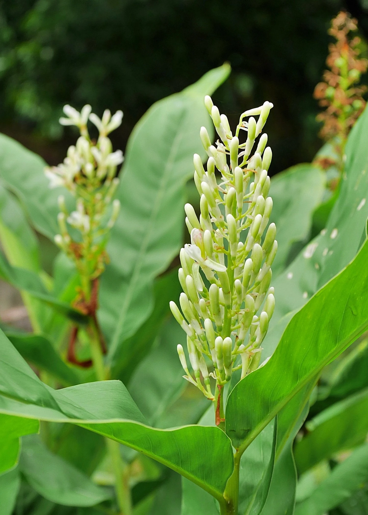 Sow Exotic Greater Galangal (Alpinia Galanga) 4 Sow Exotic Greater Galangal (Alpinia Galanga)