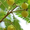 Sow Exotic Amla, Indian Gooseberry (Phyllanthus Emblica)
