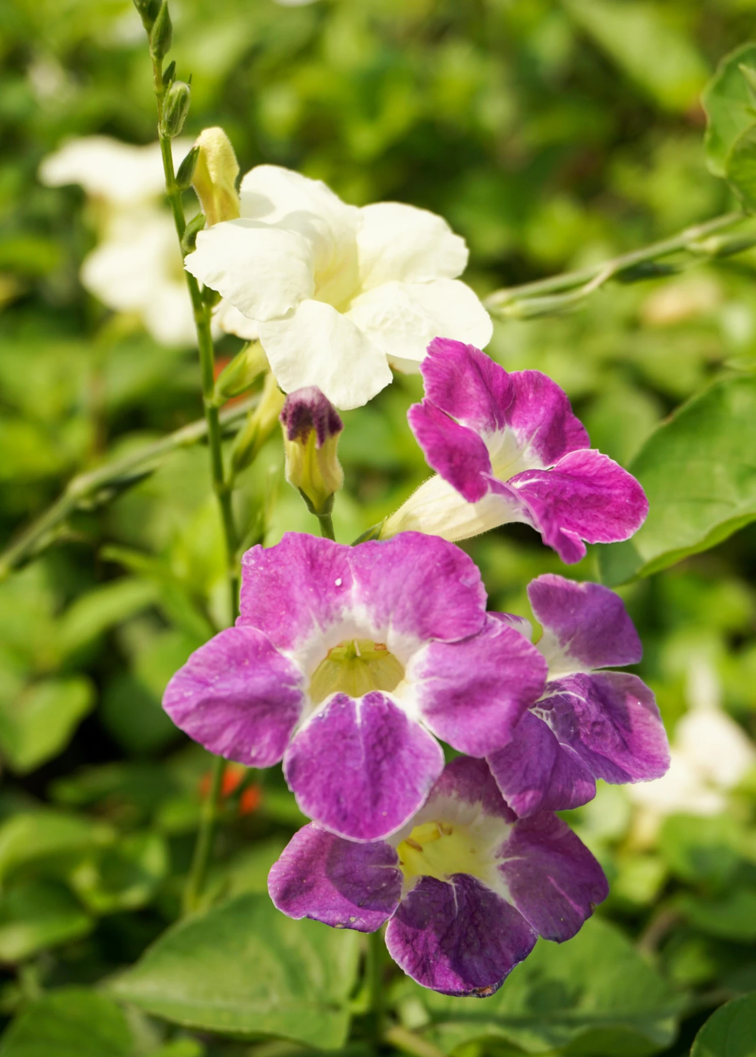Sow Exotic Asystasia, Chinese Creeping Foxglove (Asystasia Gangetica) Medicinal & Culinary Herbs 4 Sow Exotic Asystasia, Chinese Creeping Foxglove (Asystasia Gangetica) Medicinal & Culinary Herbs