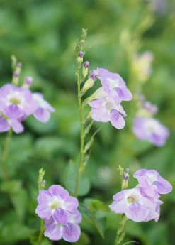 Sow Exotic Asystasia, Chinese Creeping Foxglove (Asystasia Gangetica) Medicinal & Culinary Herbs 10 Sow Exotic Asystasia, Chinese Creeping Foxglove (Asystasia Gangetica) Medicinal & Culinary Herbs