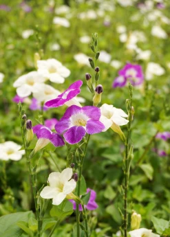 Sow Exotic Asystasia, Chinese Creeping Foxglove (Asystasia Gangetica) Medicinal & Culinary Herbs