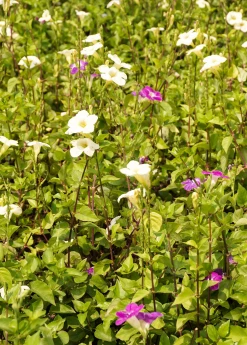 Sow Exotic Asystasia, Chinese Creeping Foxglove (Asystasia Gangetica) Medicinal & Culinary Herbs 8 Sow Exotic Asystasia, Chinese Creeping Foxglove (Asystasia Gangetica) Medicinal & Culinary Herbs