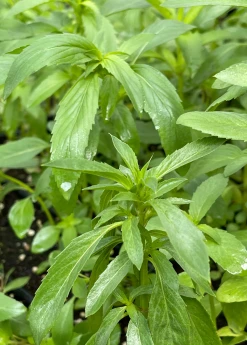 Sow Exotic Bergamot 'Lemon' (Monarda Citriodora) Medicinal & Culinary Herbs