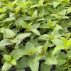Sow Exotic Bergamot, 'Sweet Leaf' (Monarda Fistulosa) Medicinal & Culinary Herbs
