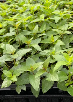Sow Exotic Bergamot, 'Sweet Leaf' (Monarda Fistulosa) Medicinal & Culinary Herbs