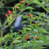 Sow Exotic Rare Fruiting Plants Bird Pepper (Capsicum Annuum Var. Glabriusculum)